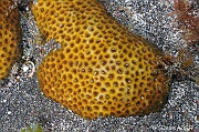 Siderastrea radians Corail etoile-Cap-Vert-Pointe Flamengo-6m-20150410-Denis-ADER-DSC_0136_tn